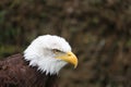 Bald Eagle Royalty Free Stock Photo