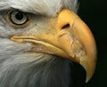 Bald Eagle, Alaska, USA Royalty Free Stock Photo