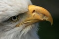 Bald Eagle, Alaska, USA Royalty Free Stock Photo