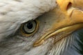 Bald Eagle, Alaska, USA Royalty Free Stock Photo