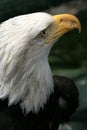 Bald Eagle, Alaska, USA Royalty Free Stock Photo
