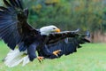 Bald eagle or American eagle in the autumn Royalty Free Stock Photo