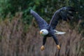 Bald eagle or American eagle in the autumn Royalty Free Stock Photo