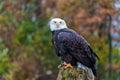Bald eagle or American eagle Royalty Free Stock Photo