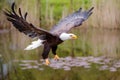 Bald eagle or American eagle flying Royalty Free Stock Photo