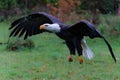 Bald eagle or American eagle flying Royalty Free Stock Photo