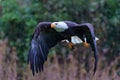 Bald eagle or American eagle flying Royalty Free Stock Photo