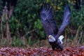 Bald eagle or American eagle flying Royalty Free Stock Photo