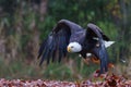 Bald eagle or American eagle flying Royalty Free Stock Photo