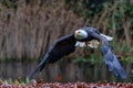 Bald eagle or American eagle in the autumn Royalty Free Stock Photo