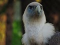 Bald Eagle American Eagle, portrait in nature