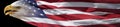 Bald Eagle and American flag banner