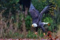 Bald eagle or American eagle flying Royalty Free Stock Photo