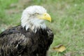 American Bald Eagle portrait. Royalty Free Stock Photo