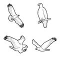 Bald Eagle Animal Vector Illustration Hand Drawn Cartoon Art