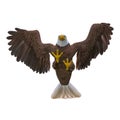 Bald eagle attacking on white background bottom view