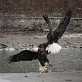 Bald eagle battle in the snow on the edge of the river Royalty Free Stock Photo