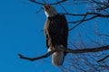 Bald eagle with beak open wide sitting in a tree eagles on a branch
