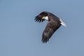 Bald Eagle Flying against Blue Sky Royalty Free Stock Photo