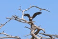 Bald Eagle Being Harassed By An Osprey