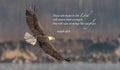 Bald Eagle Bible Verse