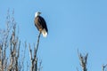 Bald eagle bird Royalty Free Stock Photo