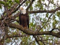 Bald Eagle Bird Calls for Mate: A bald eagle raptor perched on a large branch calls for her mate