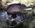 Bald Eagle bird Stock Photo.  Bald Eagle bird close-up profile drinking water with foliage background. Bald eagle picture Royalty Free Stock Photo