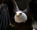 Bald Eagle Stock Photos. Image. Portrait. Picture. Head close-up with spread wings. Black background.