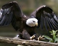 Bald Eagle Stock Photos. Image. Portrait. Picture. Landing on a branch with spread wings. Bokeh background.