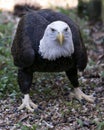 Bald Eagle Bird photo.  Bald Eagle bird close-up profile view with a foliage and bokeh background. Portrait. Image. Picture Royalty Free Stock Photo