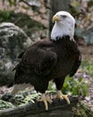 Bald Eagle Stock Photos.  Image. Portrait. Picture. Standing on a log with rock and foliage background. Royalty Free Stock Photo