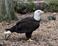 Bald Eagle Stock Photos. Image. Portrait. Picture. Side view looking to the right. Foliage background. Royalty Free Stock Photo
