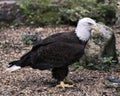 Bald Eagle Stock Photos.  Image. Portrait. Picture. Rock and foliage background. Side view. Royalty Free Stock Photo