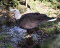 Bald Eagle bird Stock Photo.  Bald Eagle bird close-up profile in the water looking towards the sky with foliage background. Bald Royalty Free Stock Photo