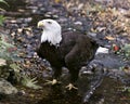 Bald Eagle bird Stock Photo.  Bald Eagle bird close-up profile in the water looking towards the sky with foliage background Royalty Free Stock Photo