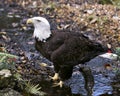 Bald Eagle bird Stock Photo.  Bald Eagle bird close-up profile in the water looking towards the sky with foliage background Royalty Free Stock Photo