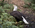 Bald Eagle bird Stock Photo.  Bald Eagle bird close-up profile looking towards the sky with foliage background Royalty Free Stock Photo