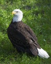 Bald Eagle Bird Stock Photos.  Bald Eagle bird close-up profile view with bokeh background Royalty Free Stock Photo