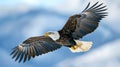 Bald eagle bird in flight