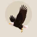 Bald eagle bird flying