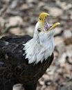 Bald Eagle Bird photo.  Bald Eagle bird head close-up profile view with shouting, screaming, looking towards the sky. Portrait. Royalty Free Stock Photo