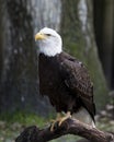 Bald Eagle Stock Photos.   Bald Eagle bird perched. Image. Picture. Portrait. Close-up profile vieaw Royalty Free Stock Photo