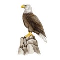 Bald eagle bird perched on the stones. Watercolor illustration. Hand drawn realistic North America avian. USA symbol