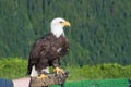 Bald Eagle. Bird of prey. Royalty Free Stock Photo
