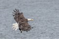 American Eagle coming in for a landing in Bombay Hook NWR. Royalty Free Stock Photo