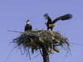 Nesting American Bald Eagle Pair Royalty Free Stock Photo