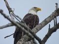 Bald Eagle Bird of Prey Perched in a Bare Tree Looking Majestically Royalty Free Stock Photo