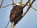Bald Eagle Bird of Prey Perched on Side of Bare Tree Branch Looking Forward Royalty Free Stock Photo