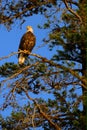 Bald Eagle Bird of Prey in Pine Tree Golden Light Sky